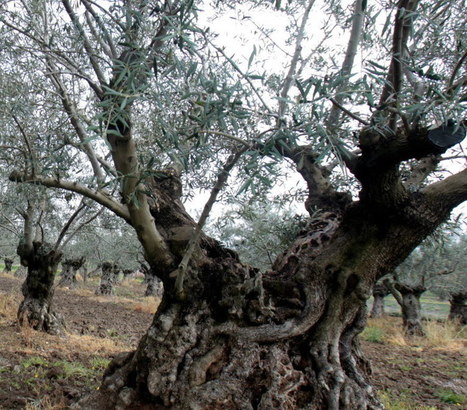 Les oliviers centenaires du Nyonsais et des Baronnies sont-ils en danger ? | Les Colocs du jardin | Scoop.it