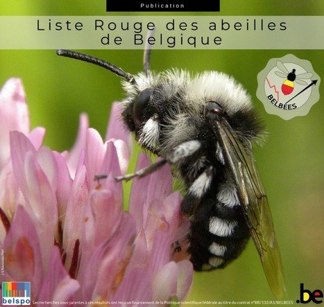 Publication de la Liste Rouge des abeilles de Belgique | Insect Archive | Scoop.it