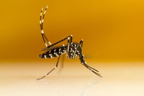 Fièvre jaune au Brésil en 2016 : le moustique tigre peut lui aussi transmettre le virus | EntomoNews | Scoop.it