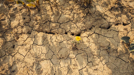 "Il est probable que 2027" devienne l'ann&eacute;e "la plus chaude jamais enregistr&eacute;e" &agrave; cause du retour d'El Ni&ntilde;o, alerte Copernicus &ndash; | Plan&egrave;te DDurable | Scoop.it
