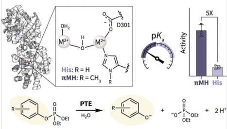 Catalytic pKa Attenuation in a Hydrolytic Metalloenzyme by Genetic Code Expansion | acs | RMH | Scoop.it