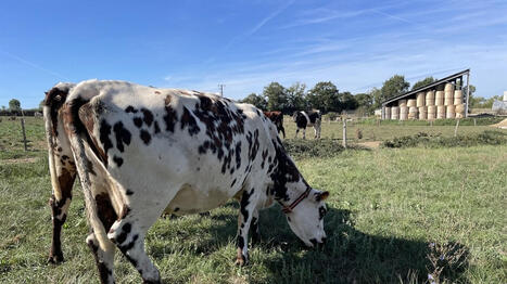 &laquo;&nbsp;Un tiers d&rsquo;agriculteurs va s&rsquo;arr&ecirc;ter d&rsquo;ici 2033&nbsp;!&nbsp;&raquo;&nbsp;: le pays d&rsquo;Ancenis veut les aider &agrave; transmettre leurs fermes - Ouest France [Abonn&eacute;s] | Agriculture en Pays de la Loire | Scoop.it