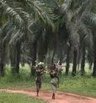 Huile de palme :"On ne peut pas tirer &agrave; boulets rouges sur cette denr&eacute;e tropicale en r&eacute;duisant la probl&eacute;matique &agrave; quelques clich&eacute;s" (Entretien original) | ITERG - Veille sectorielle | Scoop.it
