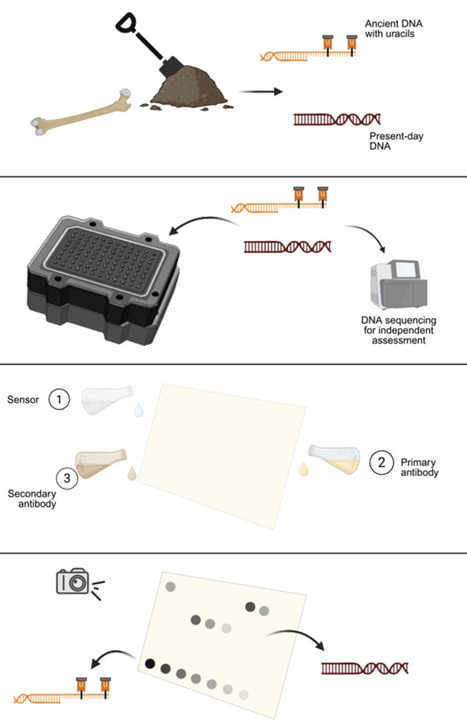 Rapid screening of ancient DNA extracts through uracil detection | iSci | RMH | Scoop.it
