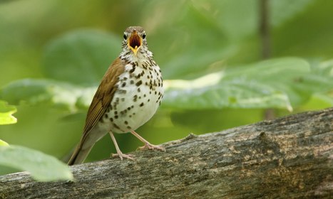 Birds' migration secrets to be revealed by space tracker | Rainforest CLASSROOM | Scoop.it