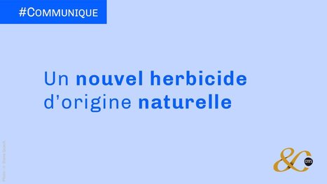 Un nouvel herbicide d’origine naturelle | CNRS | Prévention du risque chimique | Scoop.it