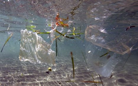 UCL to ban crisp packets and petri dishes in crackdown on single-use plastic | Sustainable Procurement News | Scoop.it