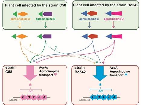 A highly conserved ligand-binding site for AccA transporters of antibiotic and quorum-sensing regulator in Agrobacterium leads to a different specificity | I2BC Paris-Saclay | Scoop.it