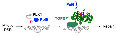 Phosphorylation of polymerase theta by PLK1 is essential for the repair of double-strand breaks in mitosis through a novel DNA repair pathway. | I2BC Paris-Saclay | Scoop.it