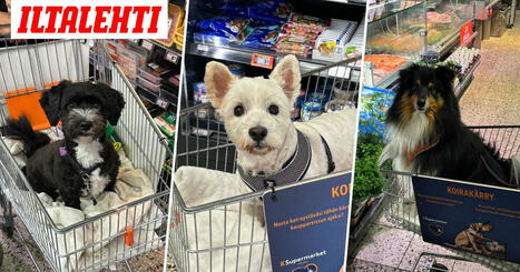 Kuvat: Helsinkiläisen K-kaupan keksintö villitsi ihmiset – ”En olisi uskonut” | 1Uutiset - Lukemisen tähden | Scoop.it