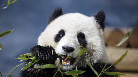Smithsonian, National Zoo and Yosemite Hit by Government Shutdown | Industry 411 - Waste Management | Scoop.it