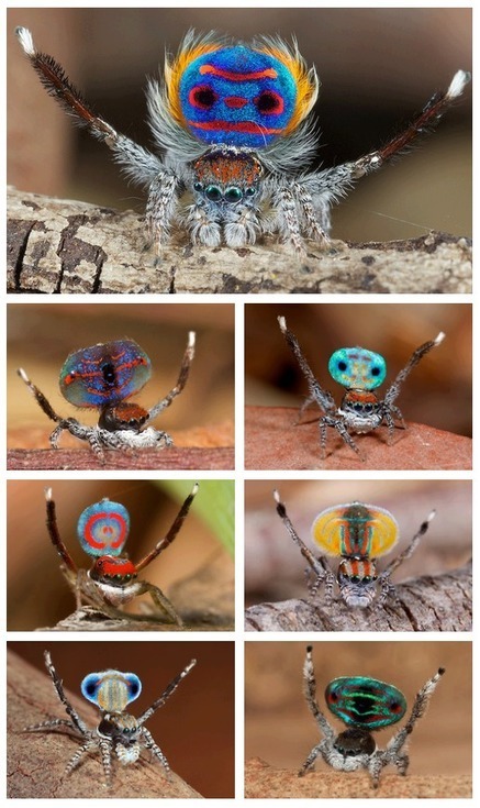 Peacock Spider 7 | Insect Archive | Scoop.it
