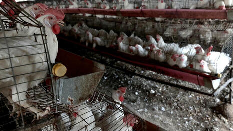 Grippe aviaire : les Etats-Unis aident Moderna à sortir un vaccin pour les humains | Crise sanitaire | Scoop.it