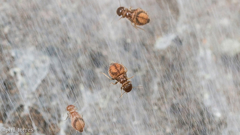 Mysterious insect moves in perfect sync / De mystérieux insectes se déplacent en parfaite synchronisation | EntomoNews | Scoop.it
