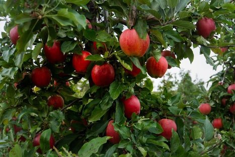 Lazarus group goes back to the Apple orchard with new macOS trojan | #CyberSecurity  | Apple, Mac, MacOS, iOS4, iPad, iPhone and (in)security... | Scoop.it