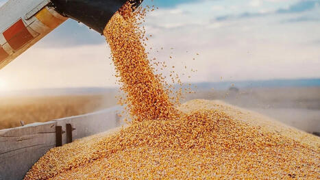 Un rapport mondial salue la r&eacute;silience du SYSTEME ALIMENTAIRE Alg&eacute;rien | CIHEAM Press Review | Scoop.it