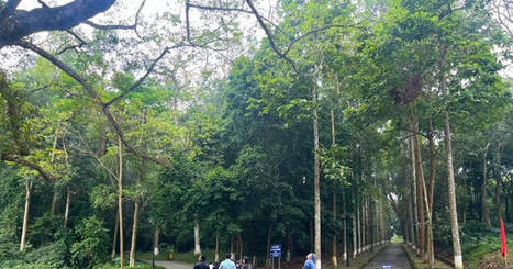 VIETNAM : Confront&eacute; au d&eacute;fi d'accro&icirc;tre sa production sans sacrifier ses for&ecirc;ts. | ASIES | Scoop.it