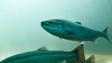 Saumon d'élevage : l'envers du décor d'une industrie dévastatrice | Biodiversité, Écologie et Environnement | Scoop.it