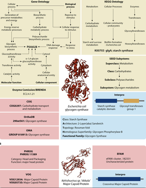 Computational function prediction of bacteria and phage proteins | mmbr | RMH | Scoop.it
