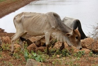 allAfrica.com: Sustainable Africa: Environment | CORPORATE SOCIAL RESPONSIBILITY – | Scoop.it