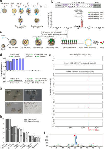 Human cleaving embryos enable efficient mitochondrial base-editing with DdCBE - Cell Discovery | TAL effector science | Scoop.it