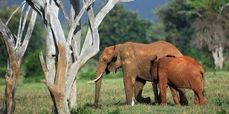 Plus de la moitié des animaux sauvages ont disparu en quarante ans | Biodiversité | Scoop.it