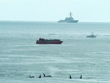 Court Rules Navy Training in Pacific Violates Laws Meant to Protect Whales, Sea Turtles | Sandy Beach Ecology & Management | Scoop.it