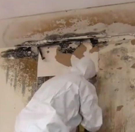 Signs You Need a Mold Inspection | Transforming Interiors | Commercial and Property Management | Scoop.it
