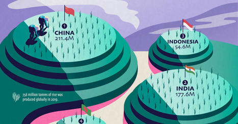 Global Rice Production - major producers | Stage 5 Sustainable Biomes | Scoop.it