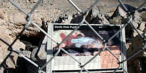 Recent earthquakes threaten mysterious fish in the heart of Death Valley | Fox Weather | Coastal Restoration | Scoop.it