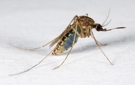 I rimedi per le zanzare: come difendersi dalle punture di zanzara in modo ecologico e naturale | Rimedi Naturali | Scoop.it