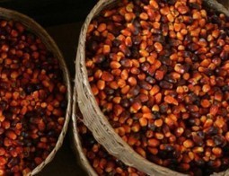 Huile de palme : Lubrizol nouveau membre de l&rsquo;association RSPO | Innovation Agro-activit&eacute;s et Bio-industries | Scoop.it