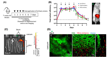 Des souches de Yarrowia lipolytica fluorescentes mettent en &eacute;vidence le potentiel de cette levure comme vecteur de d&eacute;livrance de prot&eacute;ines th&eacute;rapeutiques directement dans l&rsquo;intestin | Life Sciences Universit&eacute; Paris-Saclay | Scoop.it