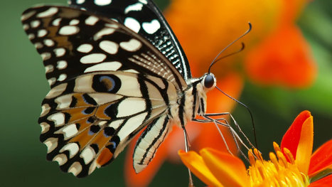 Spectacle sous le tropique du papillon | Variétés entomologiques | Scoop.it