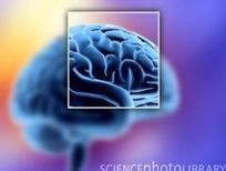 » Probing the Neural Networks of Human Conflict - Psych Central News | Empathy Movement Magazine | Scoop.it