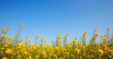Avril to acquire rapeseed crushing, refining and biodiesel production plant in Baleycourt, France | ITERG - Veille sectorielle | Scoop.it