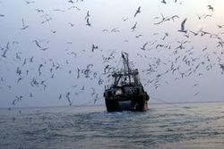 Les pêcheurs partent en guerre - Journal de l'environnement | Biodiversité | Scoop.it