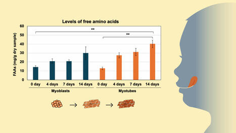 A recipe for success: beefing up the taste of cultured meat with amino acids | AGROALIMENTAIRE | Scoop.it