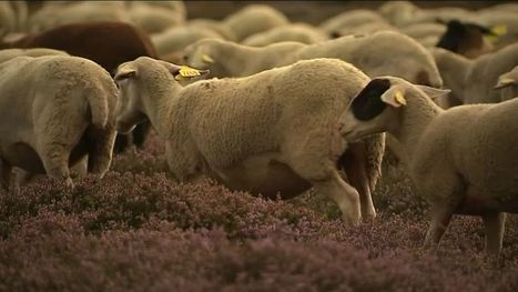 Mont Lozère : retour des brebis après un été sous la menace du loup | Loup | Scoop.it