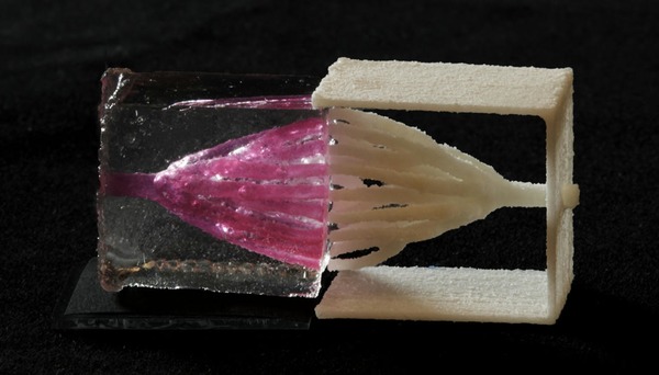 Engineering Biomimetic Vascular Networks | Neurovascular Intervention | Scoop.it