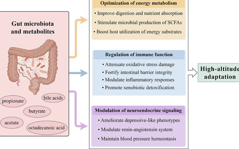The gut microbiota in high-altitude medicine: intersection of hypoxic adaptation and disease management | frn | RMH | Scoop.it