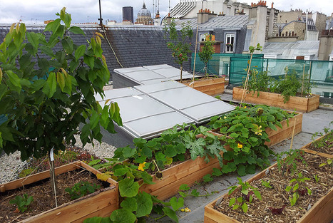 Ces potagers envahissent les toits de Paris et c’est positif ! | Paysage - Agriculture | Scoop.it