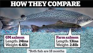 GENE-SPLICED GENETICALLY ENGINEERED SALMON, COMING SOON TO A PLATE NEAR YOU - Unlabeled, UnRegulated. | YOUR FOOD, YOUR ENVIRONMENT, YOUR HEALTH: #Biotech #GMOs #Pesticides #Chemicals #FactoryFarms #CAFOs #BigFood | Scoop.it