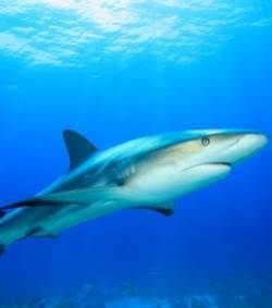 Il tue le requin de la mer Rouge qui terrorisait les touristes | Mais n'importe quoi ! | Scoop.it