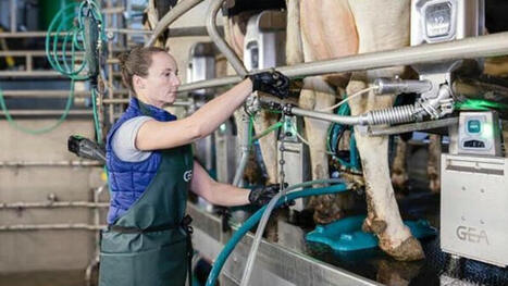 GEA&nbsp;: un man&egrave;ge &agrave; traire&nbsp;connect&eacute;&nbsp;pour avoir de la donn&eacute;e m&ecirc;me sans robot - Agri mutuel | Pour innover en agriculture | Scoop.it