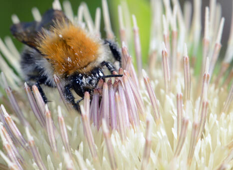 D&eacute;couverte des insectes et autres petites b&ecirc;tes | Vari&eacute;t&eacute;s entomologiques | Scoop.it