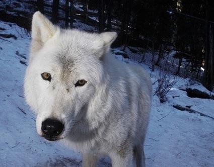 Photo | Loup | Scoop.it