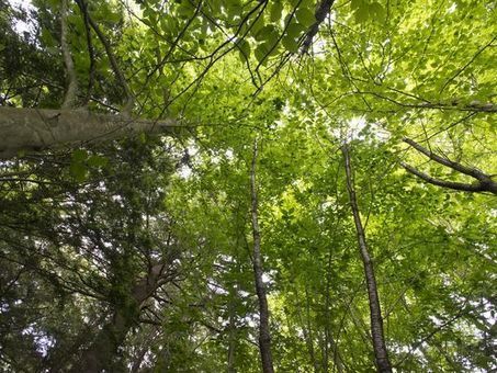 Commissioner warns of forest fragmentation | Timberland Investment | Scoop.it