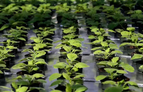 Marketing Scoops: Exposing Plants To An Unusual Chemical Early on May Bolster Their Growth and Help Feed The World | Online Marketing Tools | Scoop.it