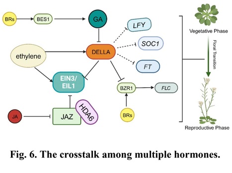 Genetic and epigenetic basis of phytohormones control of floral transition in plants - Review | Plant hormones (Literature sources on phytohormones and plant signalling) | Scoop.it